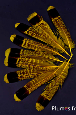 Gélinotte des bois - 11-13 cm - jaune-noir